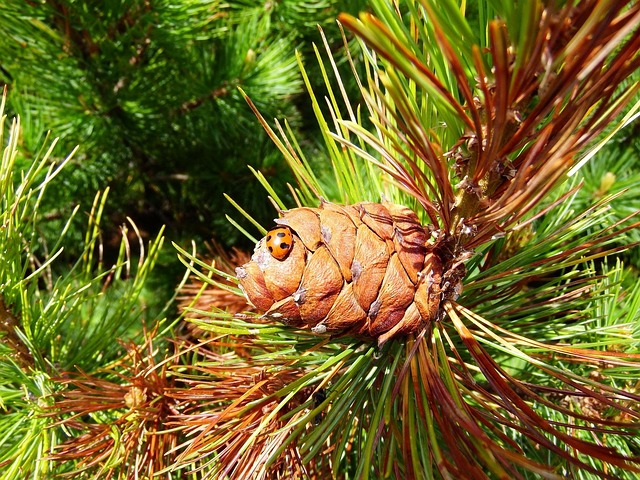 Slow PC Cedar Park