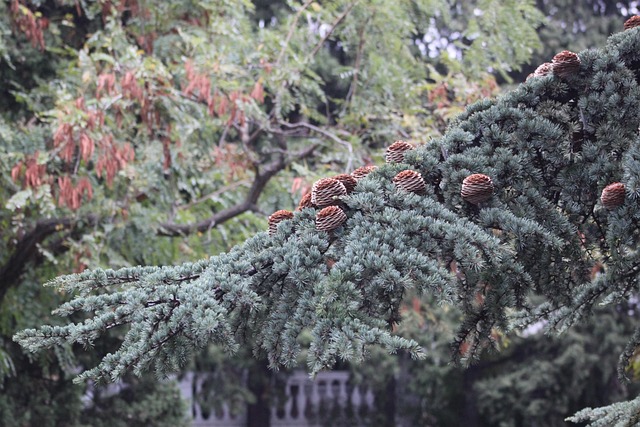 slow-pc-cedar-park-640x480-52947742.jpeg