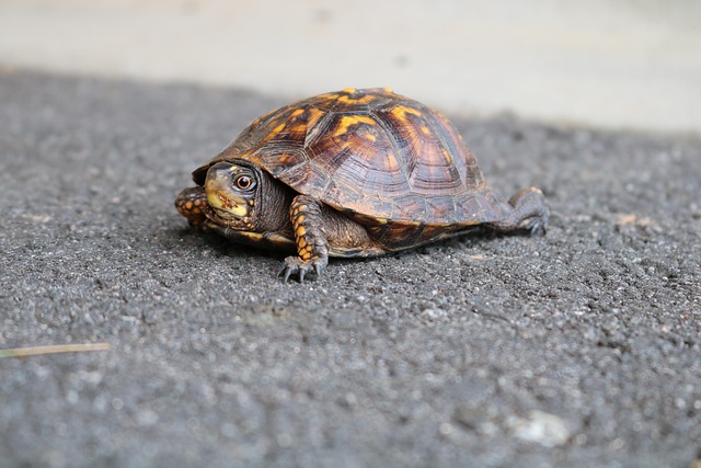 Slow PC Cedar Park