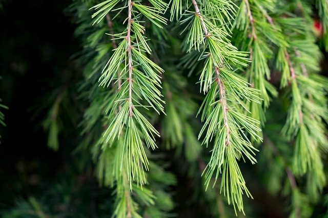 slow-pc-cedar-park-640x480-64848326.jpeg