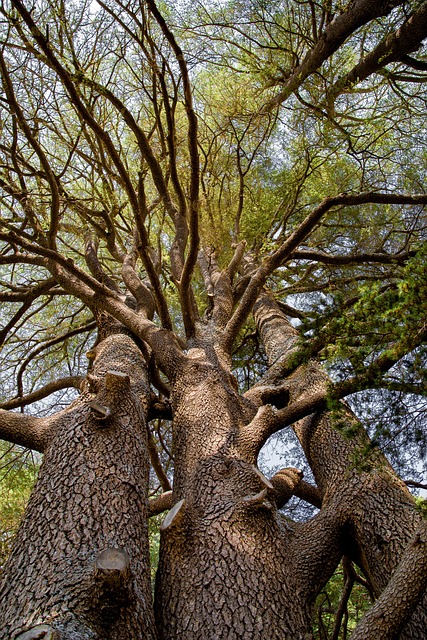 Slow PC Cedar Park