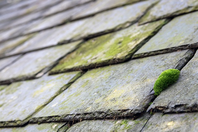 Roofing Company Austin