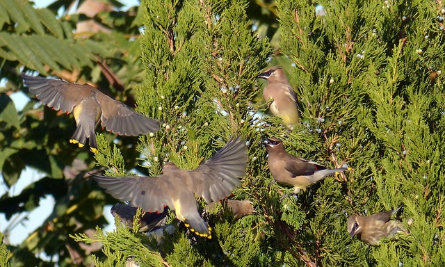 Slow Computer Cedar Park TX