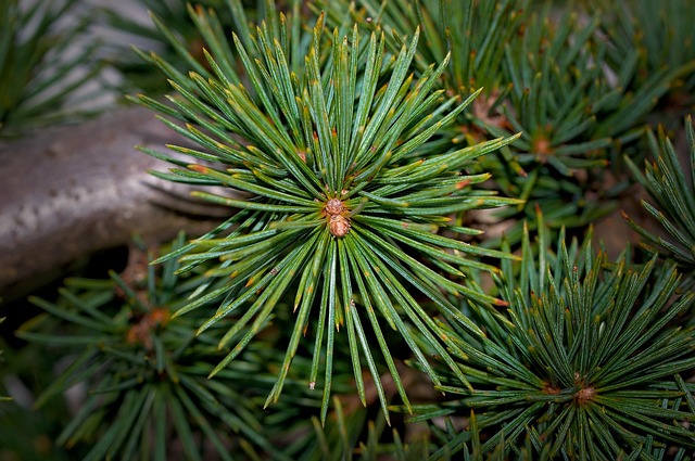 Slow PC Cedar Park