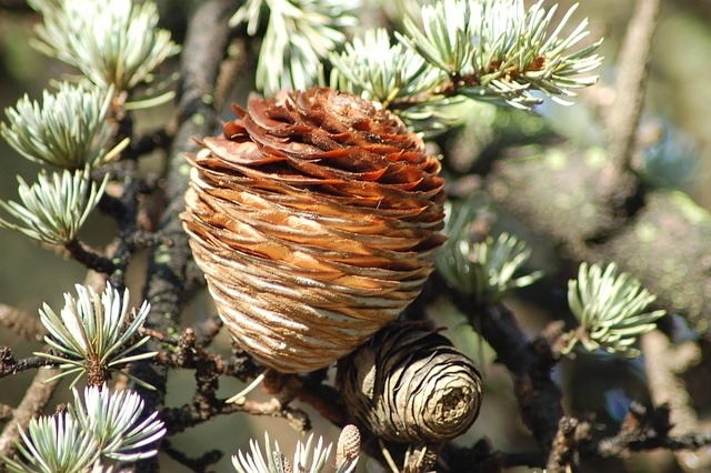 Slow PC Cedar Park